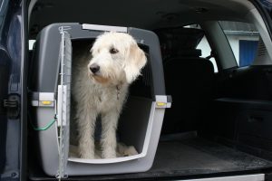 Transportbox für Hunde