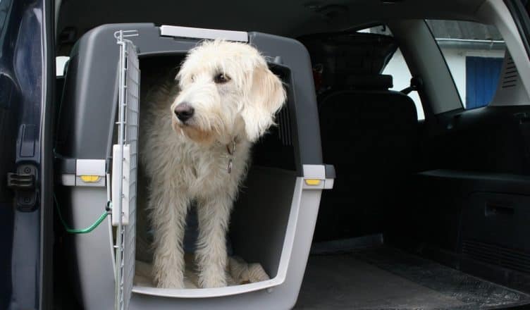 Transportbox für Hunde